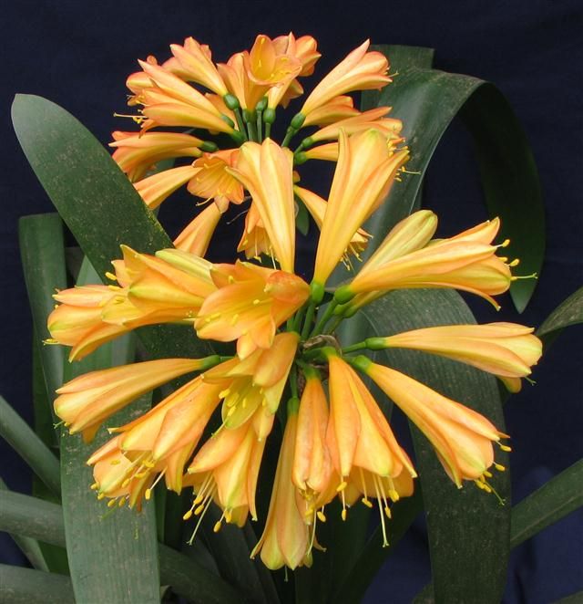 Gardenii Ngome Yellow X Ngome Yellow Clivia Seedling Plant (KZN 